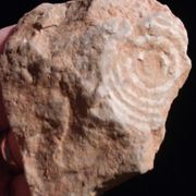 Fosil Numulit era eocen star 60 Miliona godina