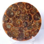 Raritetan Amonitni fosilni disk sa stalkom 11.8cm 144gr