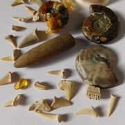 Kolekcionarski lot od 27 različitih fosila amoniti,jantar,zubi,belemnit...