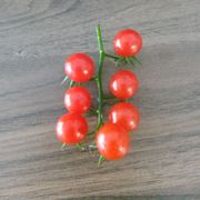 Mini cherry rajčica sjeme