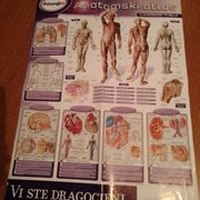 Poster anatomski atlas ..