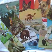 Razglednice - lot od 14 razglednica - Životinje - 1 €