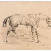 Crtež konja - meni nepopznati autor